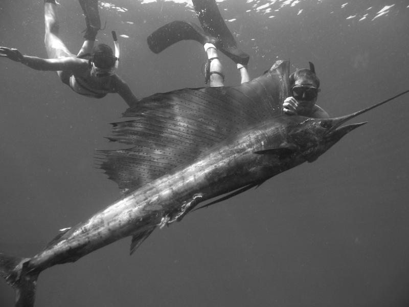 Spearfishing Mexico – October – Trip 1